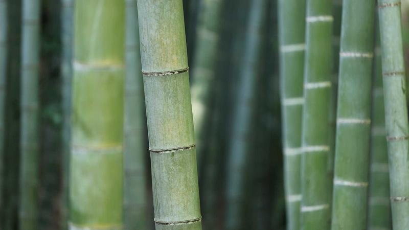 ehviewer下载最新版客户端